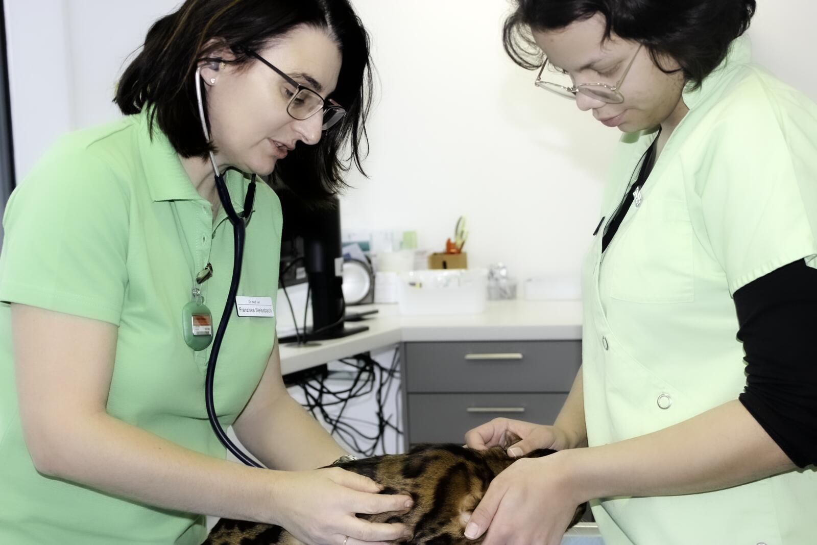 In unserer Tierarztpraxis behandeln wir jedes Ihrer Tiere mit Leidenschaft!