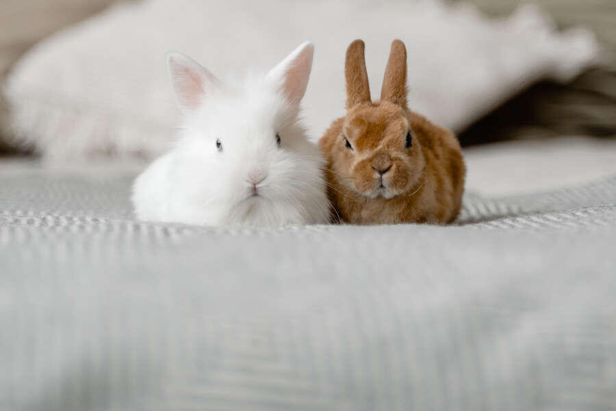 Wir kennen uns aus mit kleinen Heimtieren wie Kaninchen, Meerschweinchen, Hamster & Co. Auch die „Kleinen“ sind in unserer Tierarztpraxis willkommen.