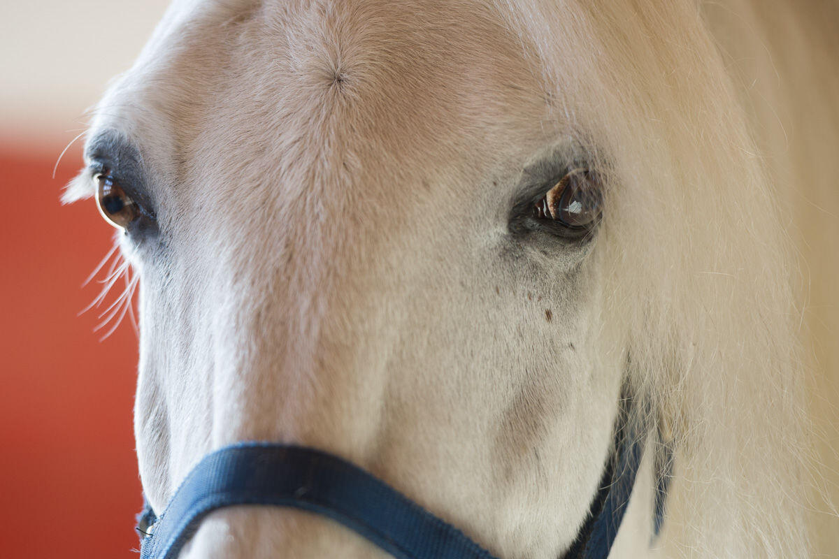 Akupunktur, Chiropraktik, Osteopathie, Zahnbehandlung und komplementäre Behandlungen für Pferde in der Tierarztpraxis Kleintierpraxis am See equident.