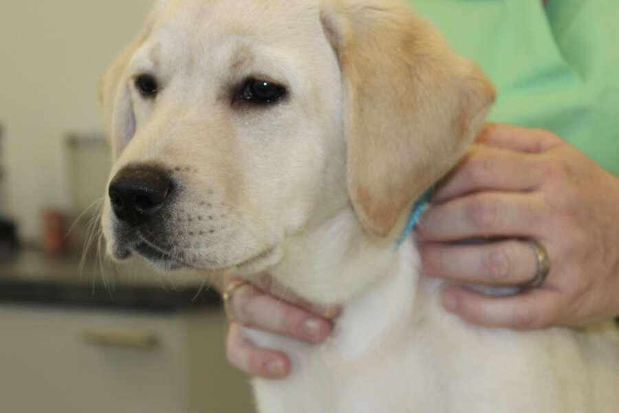 Physiothérapie canine